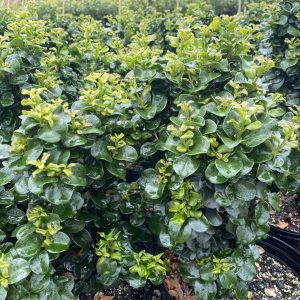 Ligustrum japonicum 'Coriaceum'