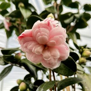 Camellia japonica 'April Dawn Blush'