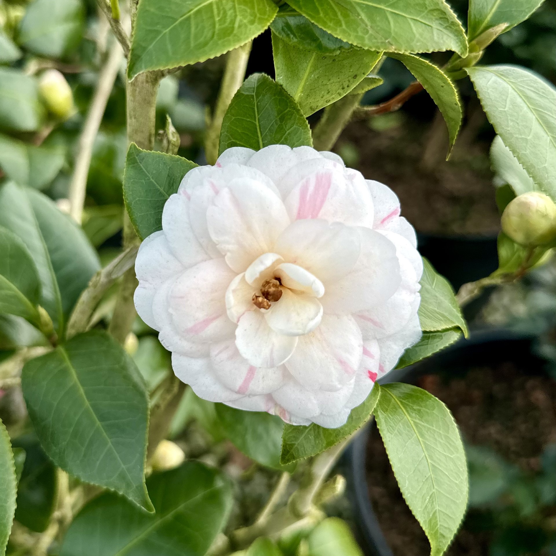 Camellia japonica 'April Dawn'