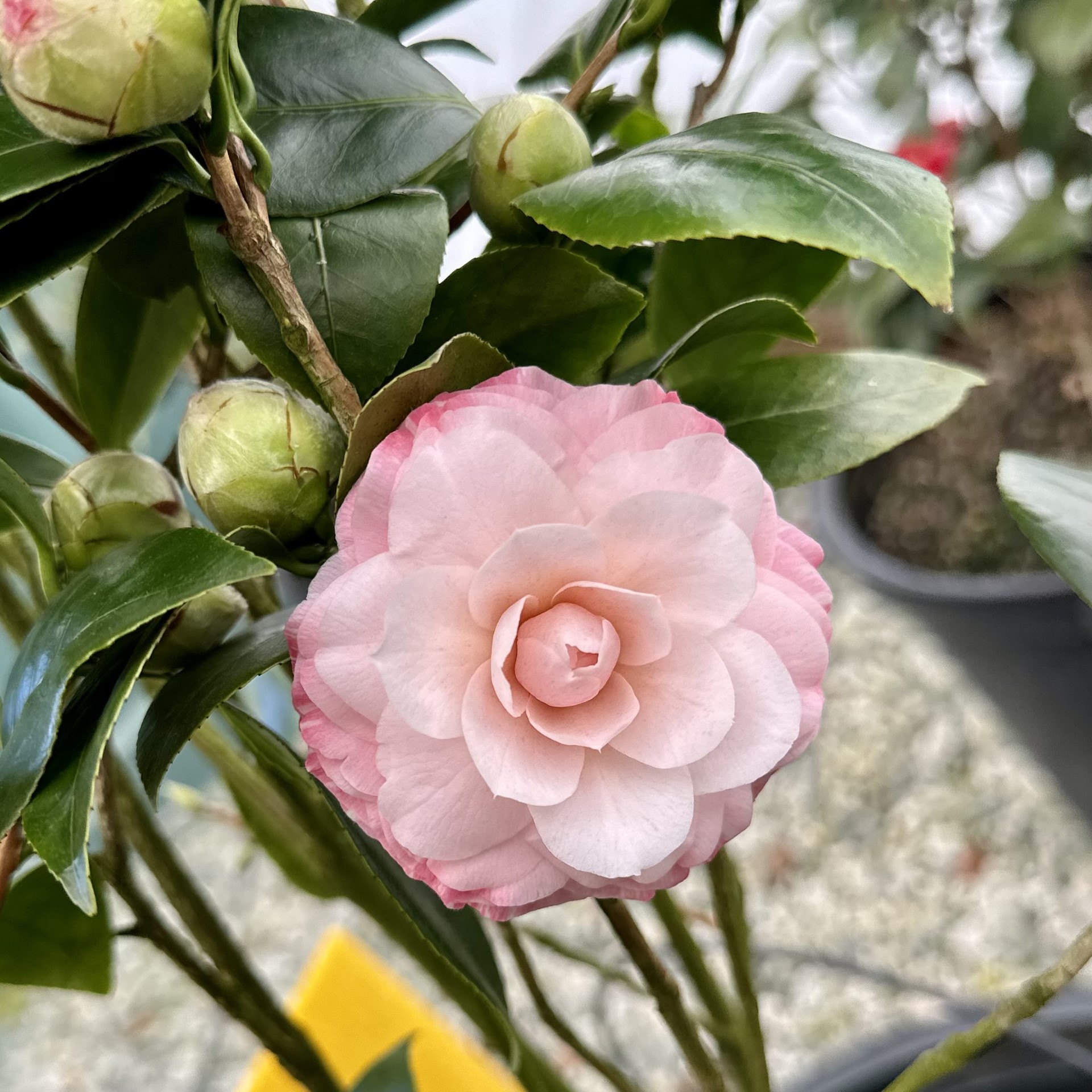 Camellia japonica ‘Grace Albritton’ | Piedmont Carolina Nursery