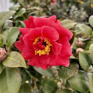 Camellia japonica 'Dr. J.C. Raulston'