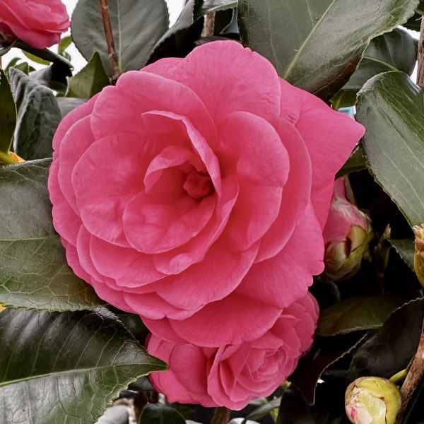 Camellia japonica 'Jerry Hill'
