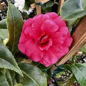 Camellia japonica 'Kumasaka'