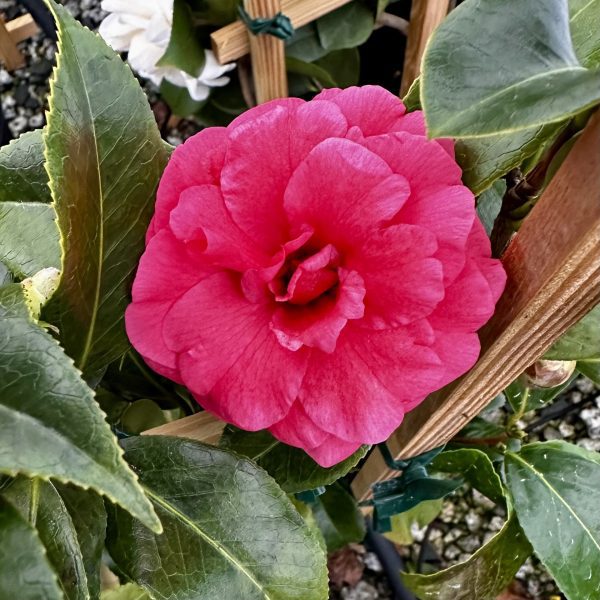 Camellia japonica 'Kumasaka'
