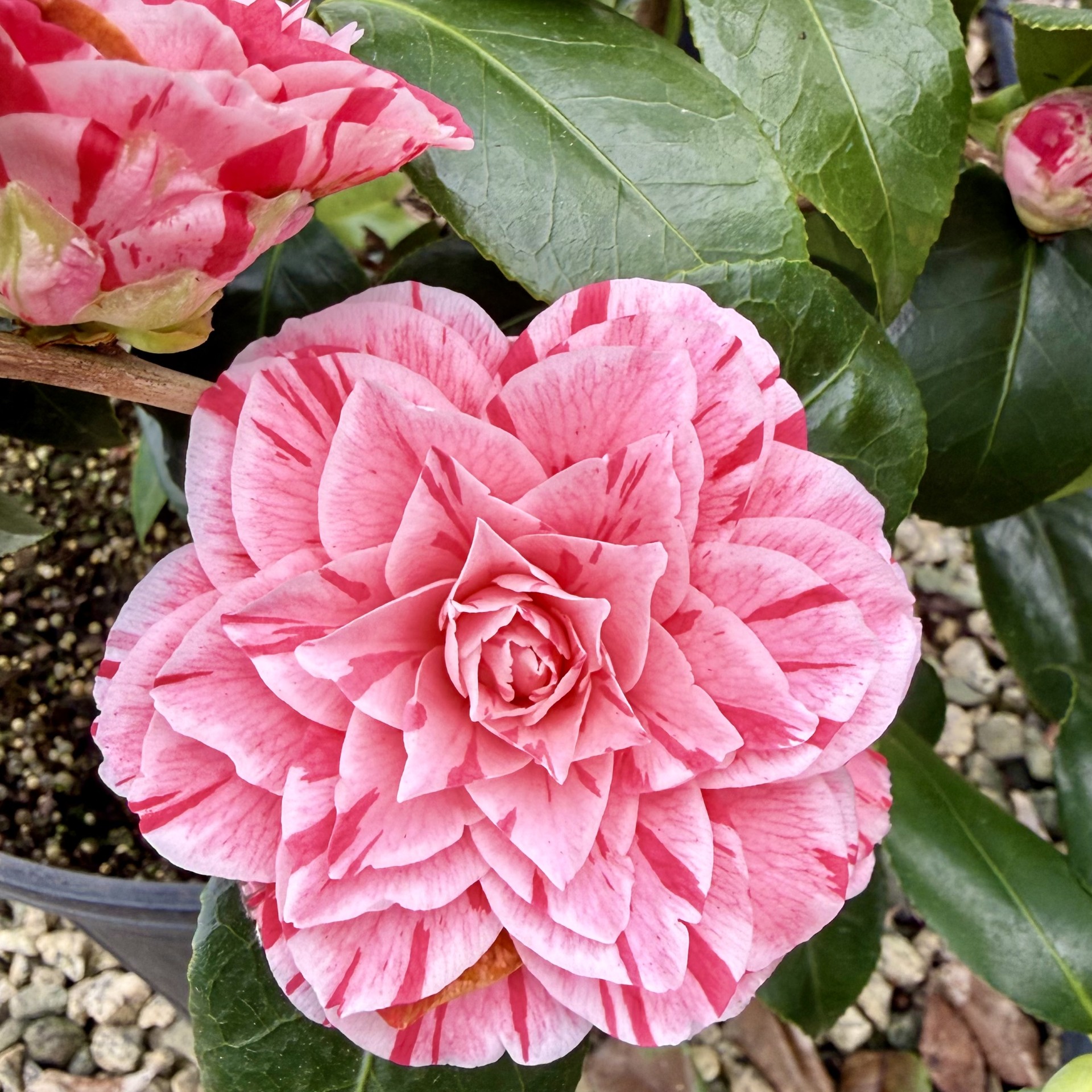 Camellia japonica 'Les Marbury'