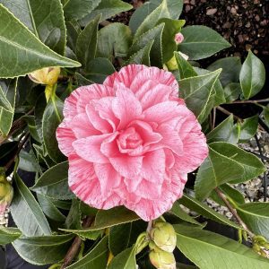 Camellia japonica 'Les Marbury'