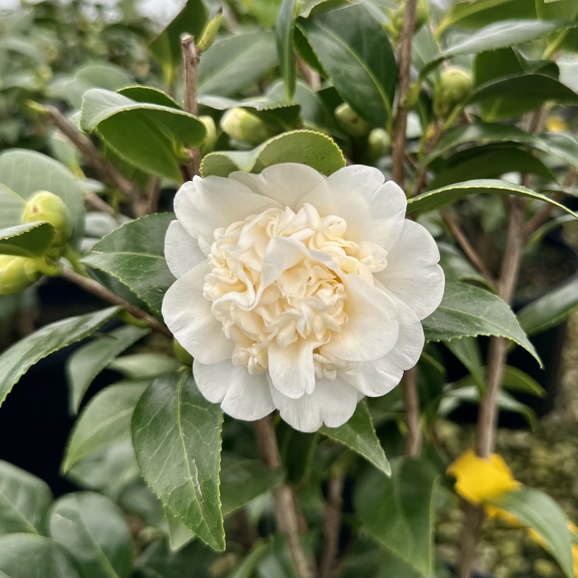 Camelliaページ Just Chill Double Pink Camellia | Spring Meadow - wholesale