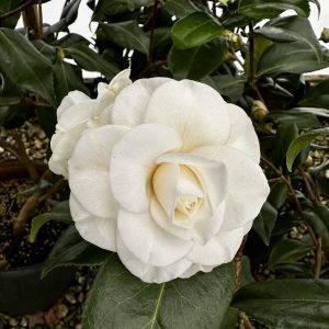 Camellia japonica 'Seafoam'