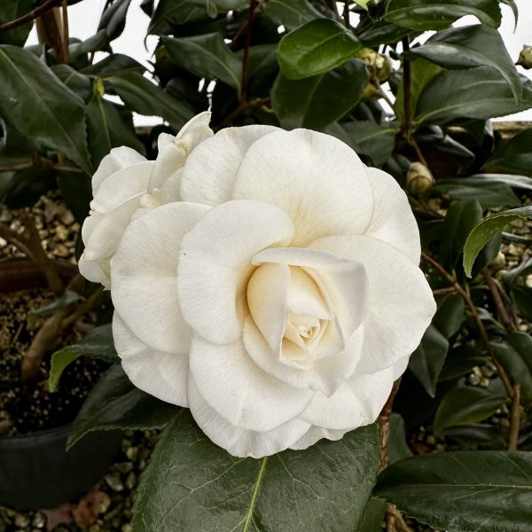 Camellia japonica 'Seafoam'