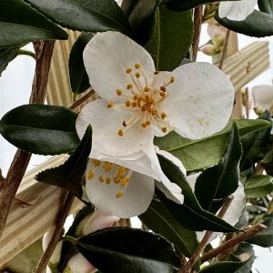 Camellia handelii 'Snow Bells'