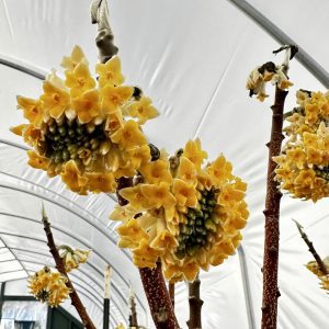 Edgeworthia chrysantha 'Winter Gold'