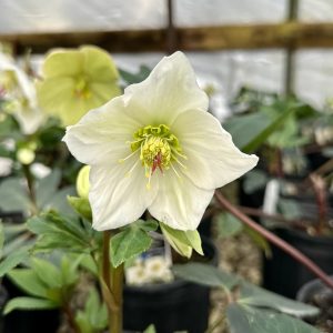 Helleborus HGC® Ice N' Roses® White PP28293