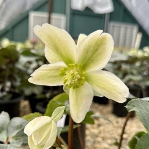 Helleborus 'Ivory Prince' PP16199