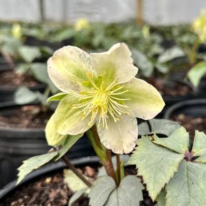 Helleborus Winter Magic™ 'Snow Love' PP19559