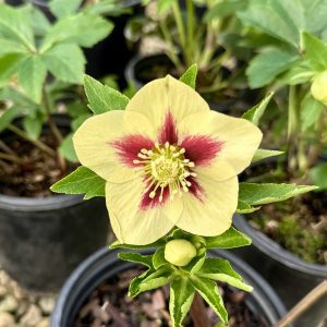 Helleborus Honeymoon® 'Spanish Flare'