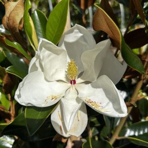 Magnolia grandiflora 'Little Gem'