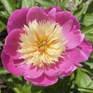 Paeonia lactiflora 'Bowl of Beauty'