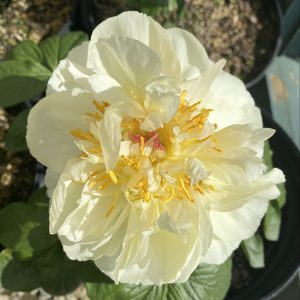Paeonia lactiflora 'Lemon Chiffon'