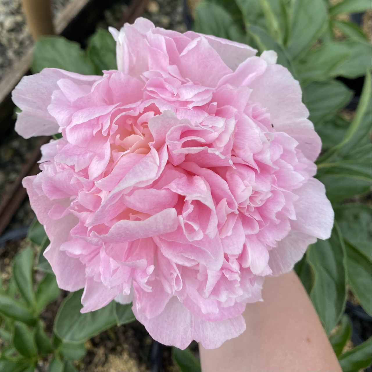 Paeonia lactiflora 'Sarah Bernhardt'