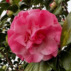 Camellia japonica 'Nuccio's Jewel'