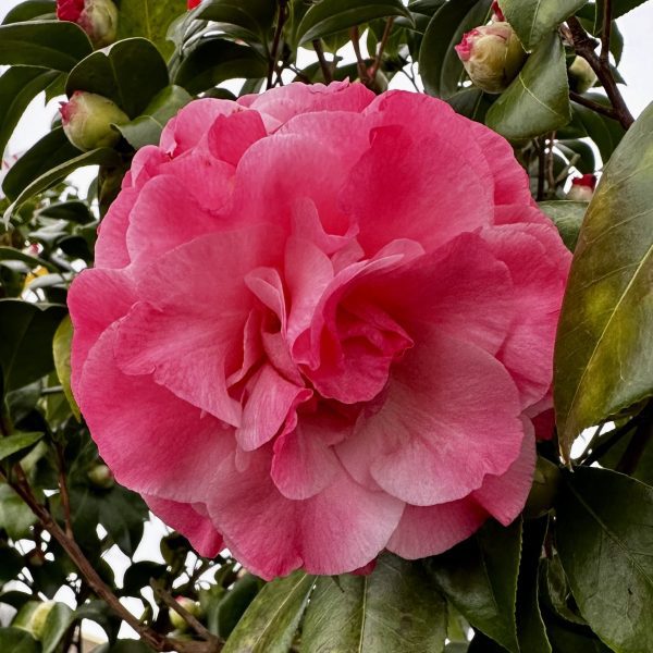 Camellia japonica 'Nuccio's Jewel'