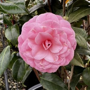 Camellia japonica 'Pink Perfection'
