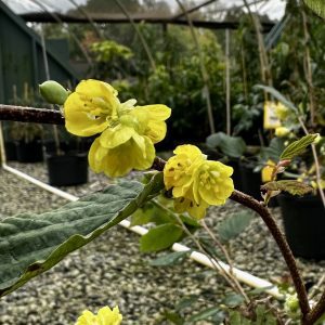 Corylopsis pauciflora