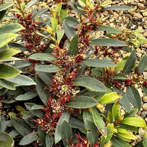 Distylium 'BLDY01' Bayou Bliss® PP32816