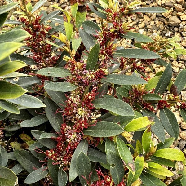 Distylium 'BLDY01' Bayou Bliss® PP32816