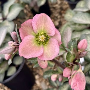 Helleborus Frostkiss®Dorothy's Dawn® PP28010