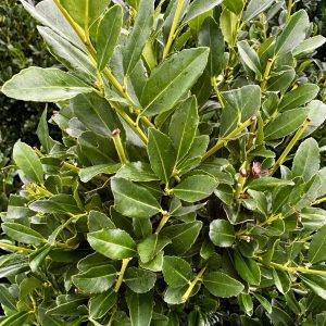 Ilex x 'RutHol1' Emerald Colonnade® PP23905