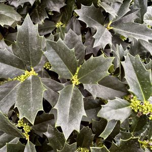 Ilex x 'Concaf' Oakleaf™ PP9487