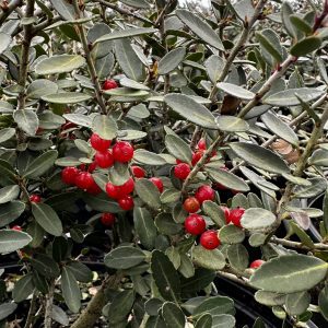 Ilex vomitoria 'Taylor's Rudolph'