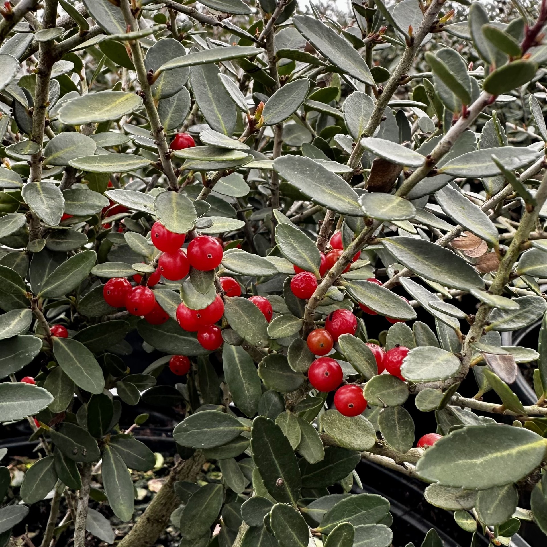 Ilex vomitoria 'Taylor's Rudolph'