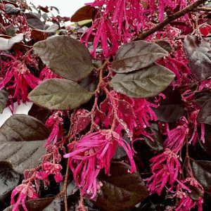 Loropetalum chinense 'Kurobijin' Cerise Charm™ PP23176