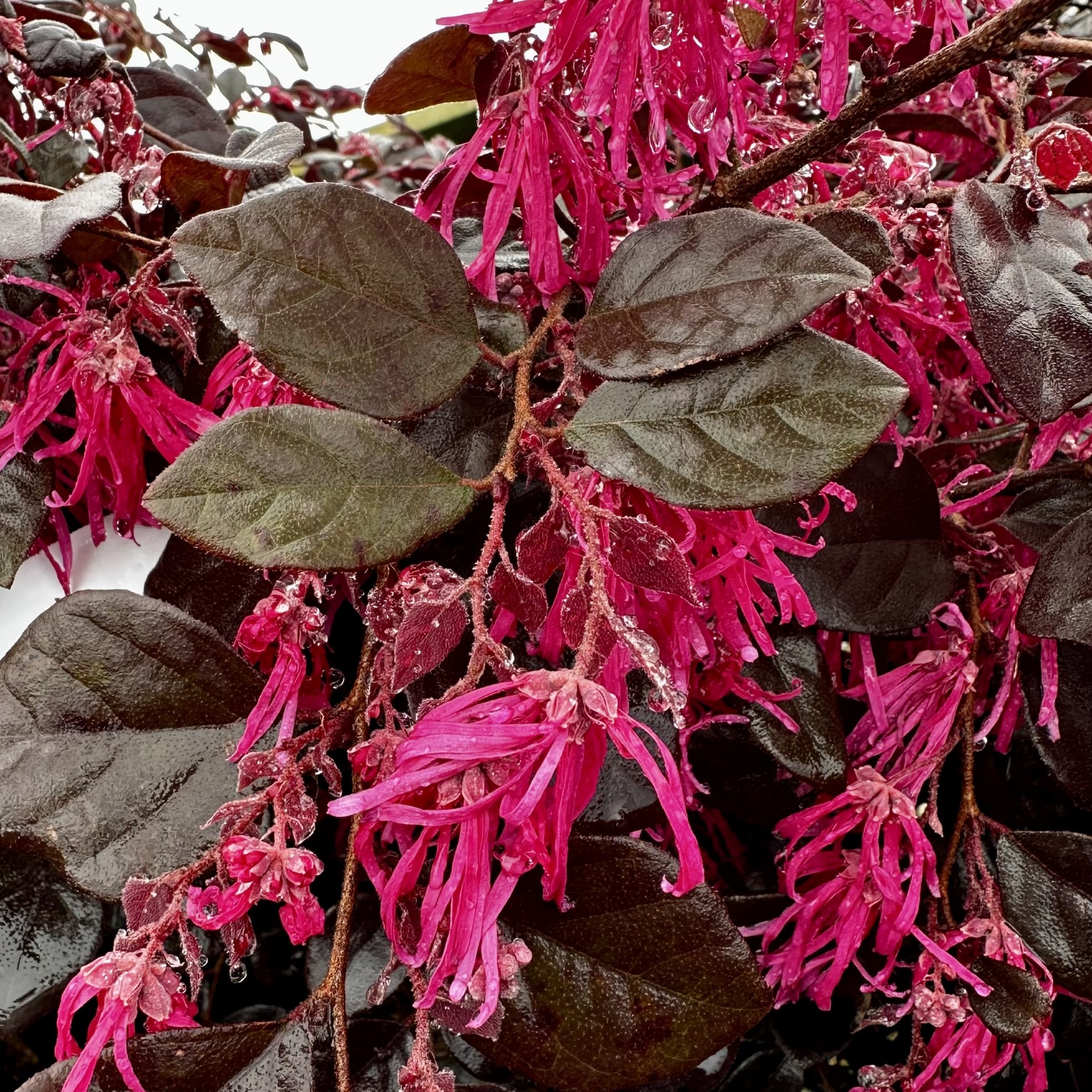 Loropetalum chinense 'Kurobijin' Cerise Charm™ PP23176