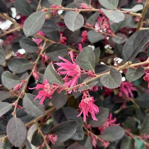 Loropetalum chinense 'Pipa's Red'