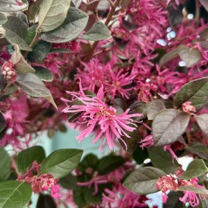 Loropetalum chinense 'Sizzling Pink'