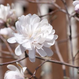 Magnolia stellata 'Centennial Blush' PP22248