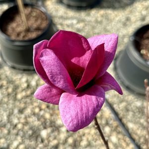 Magnolia x 'Genie'