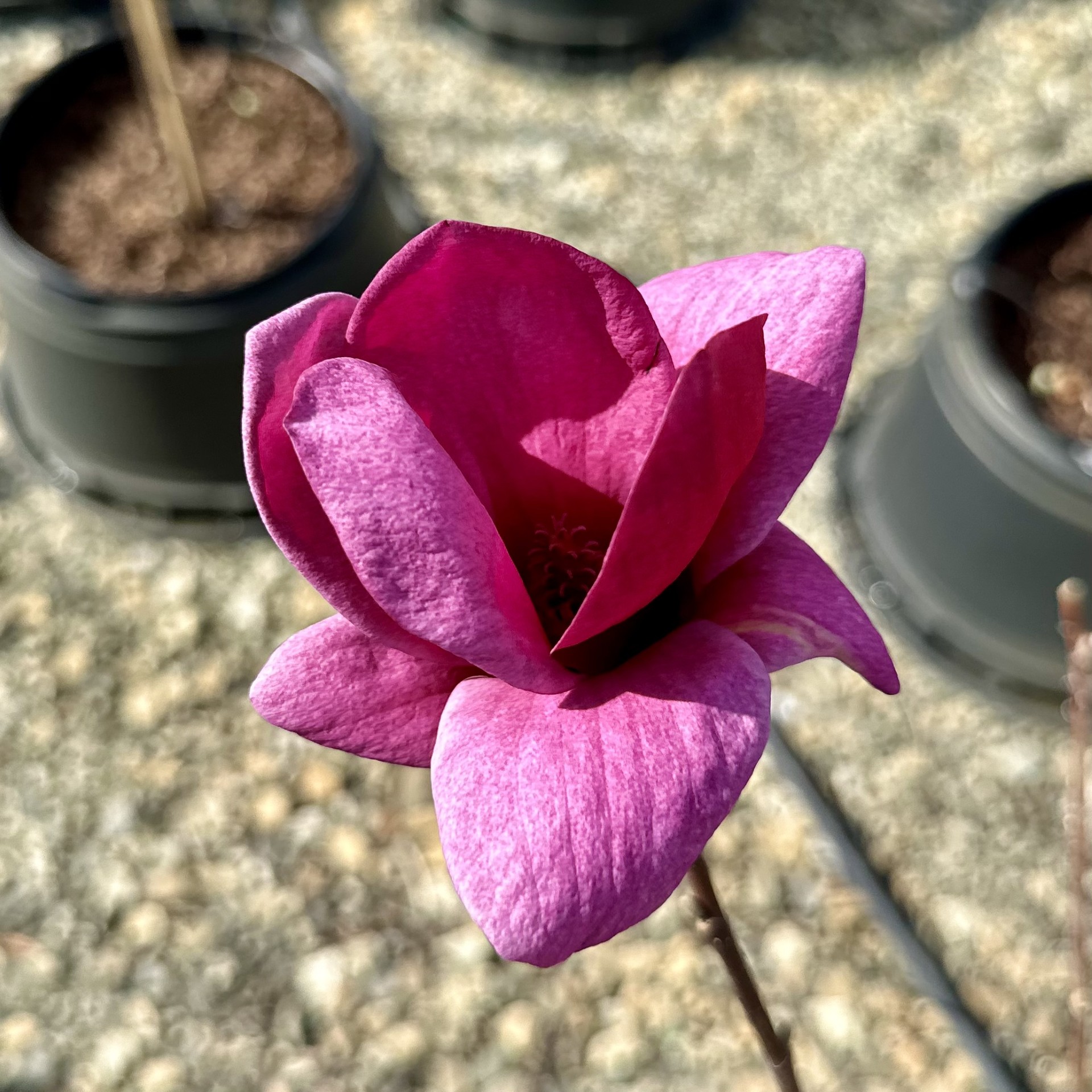 Magnolia x 'Genie'