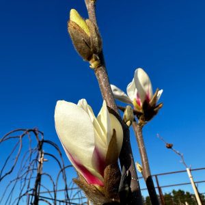 Magnolia cylindrica 'MJK-MC1' Marilyn's Choice™ PPAF