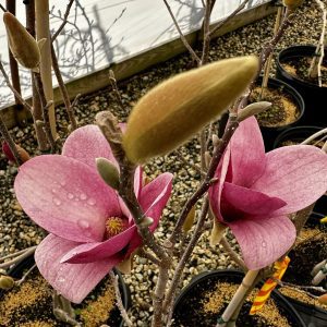 Magnolia x 'MgPink2010' Pink Pyramid® PP32541