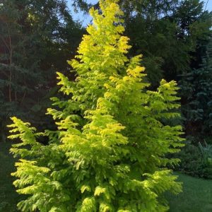 Metasequoia glyptostroboides 'Soul Fire' PP32580