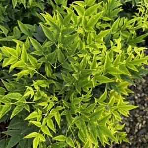 Nandina domestica 'Lemon Lime' PP24749