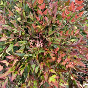 Nandina domestica 'Tuscan Flame' PP21940