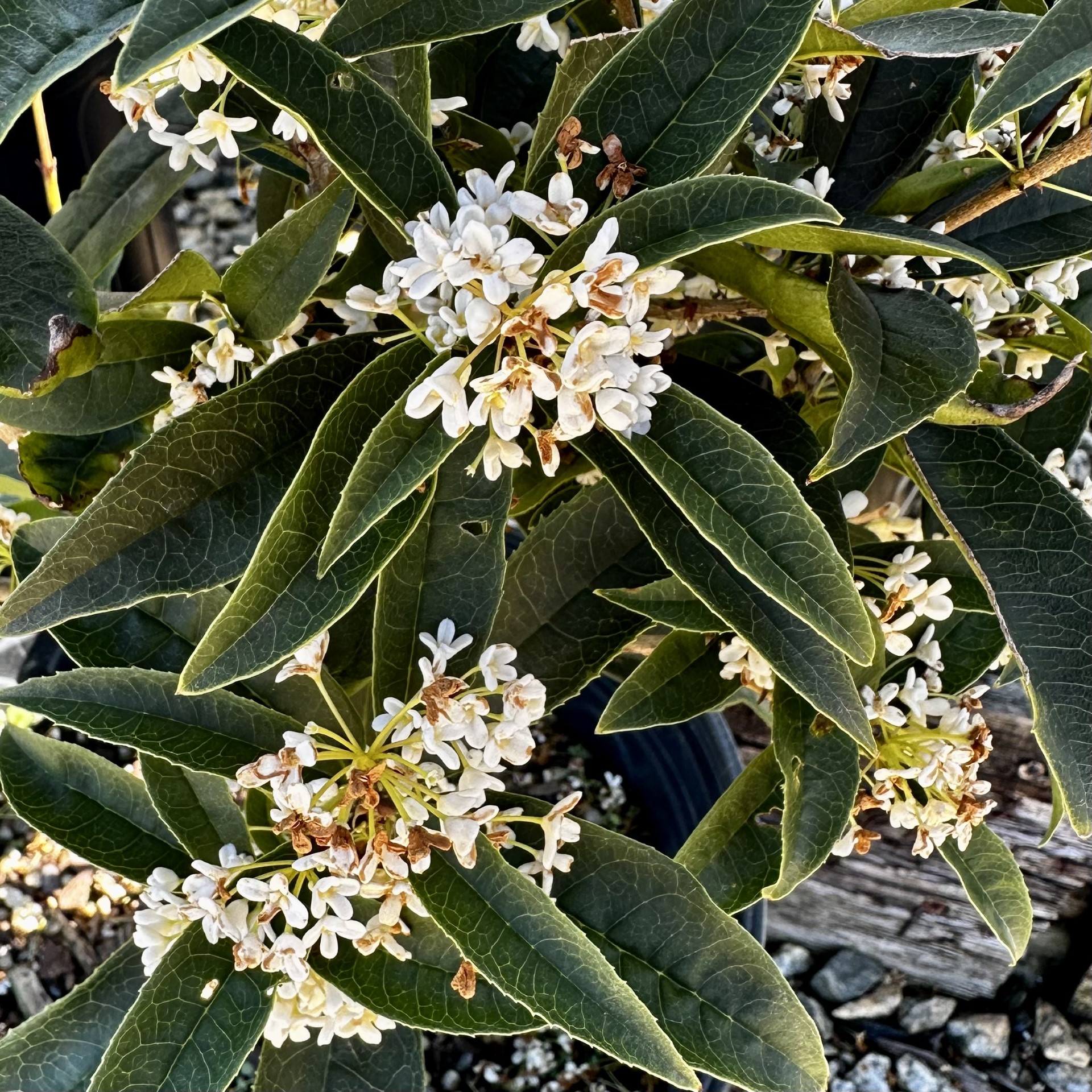 Osmanthus fragrans var. 'Fudingzhu'