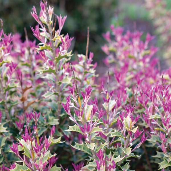 Osmanthus heterophyllus 'sPg-3-021' Party Lights™