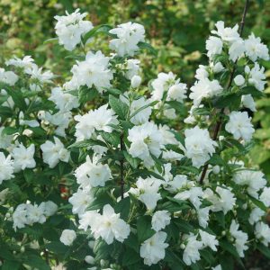 Philadelphus coronarius 'SMNPBD' Illuminati Arch® PP32351