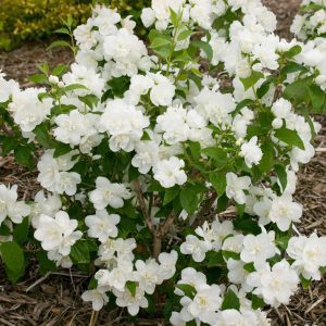 Philadelphus 'Snowwhite Fantasy' Snow White™ PP13774